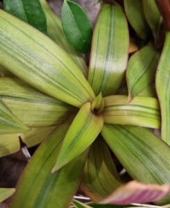 Close-up of a Rhoeo 'Moses in the Cradle' Gold 5" Pot, showcasing elongated, pointed green leaves with lighter stripes radiating from the center.
