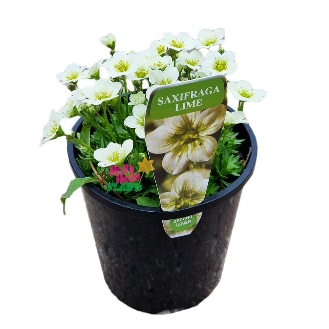 Saxifraga 'Lime' 6" Pot