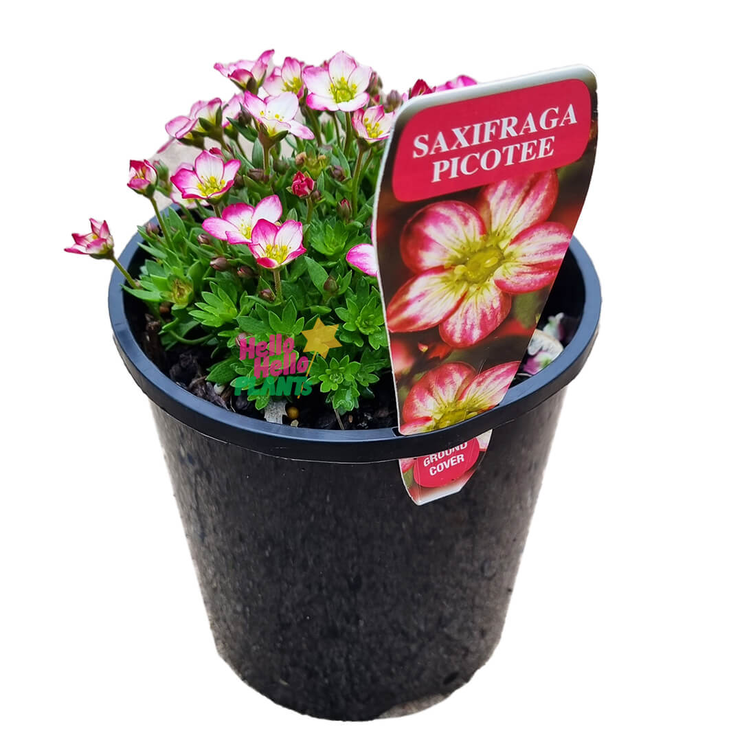 Saxifraga 'Picotee' 6" Pot