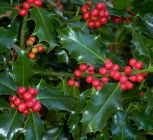 Ilex 'Blue Angel' Holly in an 8" pot features glossy dark green leaves and clusters of small red berries.