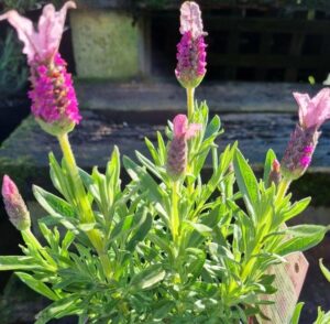 The Lavandula 'Pink Queen' PBR Lavender in a 6" pot displays vibrant pink flowers and lush green leaves, perfect for thriving in a sunny outdoor setting.