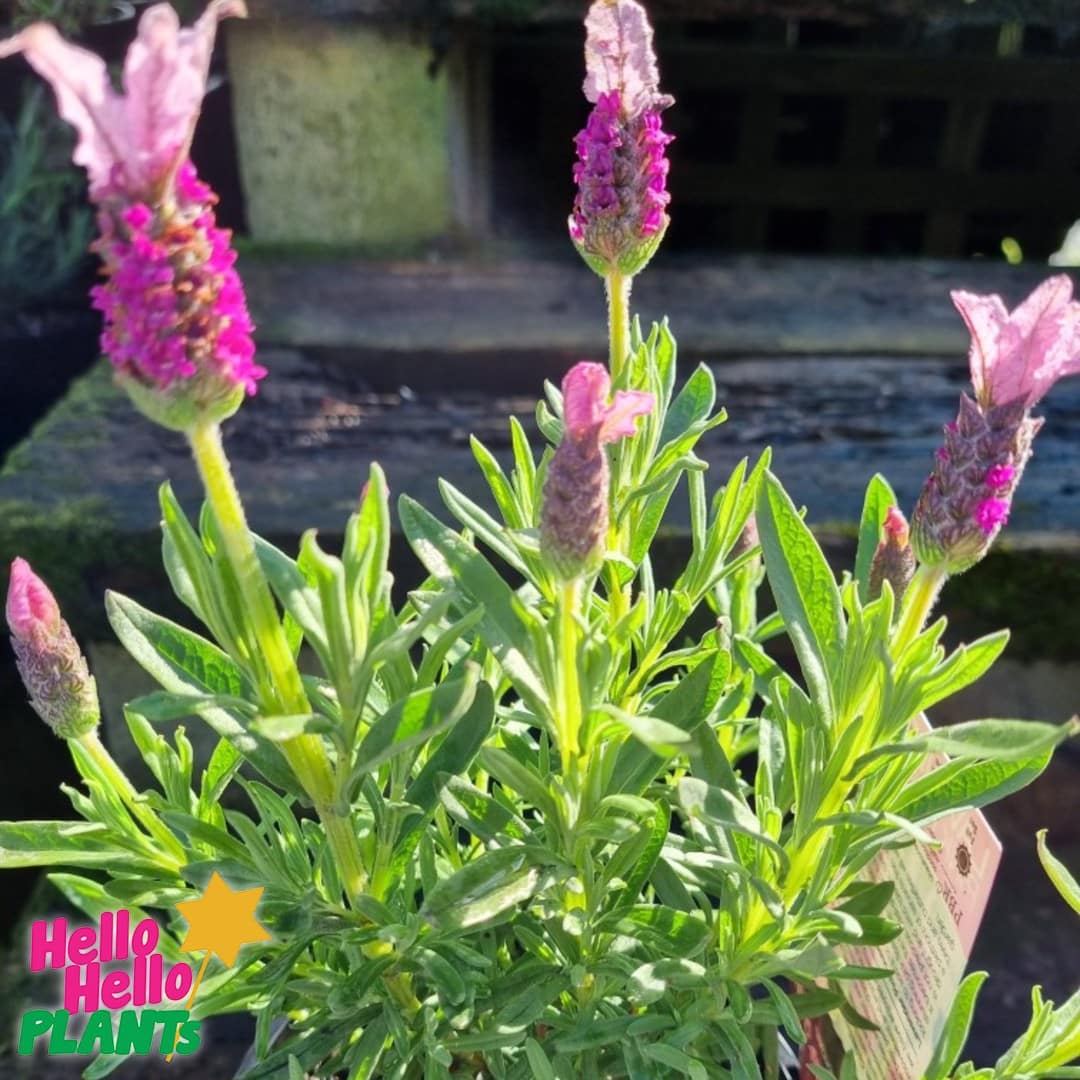 Lavandula 'Pink Queen' PBR Lavender 6" Pot