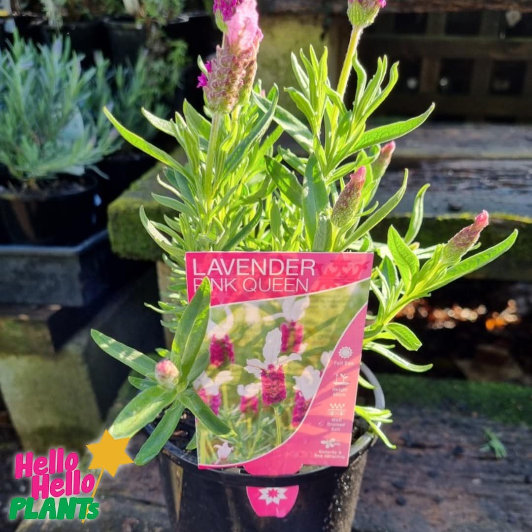Lavandula 'Pink Queen' PBR Lavender 6" Pot