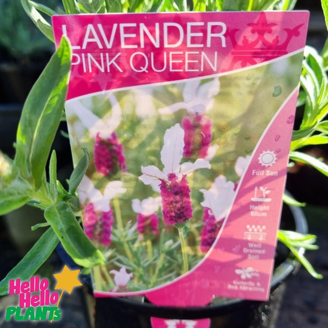 Lavandula 'Pink Queen' PBR Lavender 6" Pot