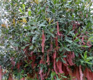 The Macadamia Nut 'Pinkalicious™' in a 5L pot boasts dense green foliage and long, pinkish-red catkins, perfect for adding a touch of flair to your garden.
