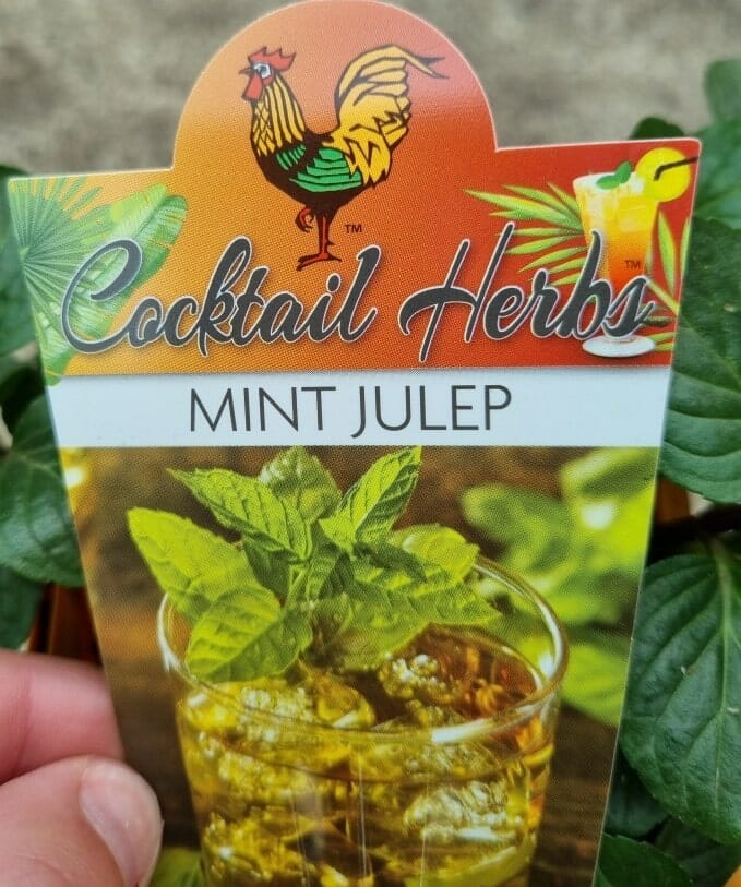 Mint 'Julep' 4" Pot