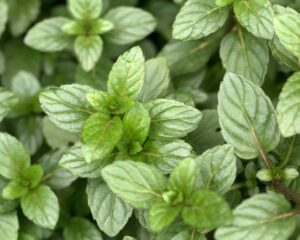 Close-up of the vibrant Mentha 'Mint Julep' 4" Pot leaves with serrated edges, showcasing intricate veins and a lush texture, ideal for crafting a refreshing Mint Julep.