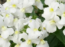 A close-up shows Nemesia Sweet Surprise 'Cream White' flowers with yellow centers, surrounded by lush green foliage, flourishing in a 6" pot.