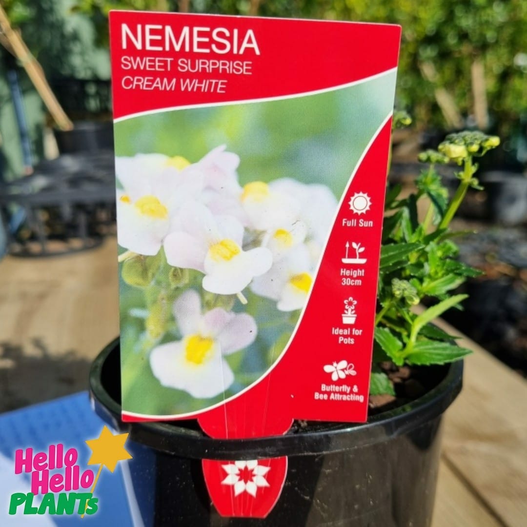 Nemesia Sweet Surprise 'Cream White' 6" Pot