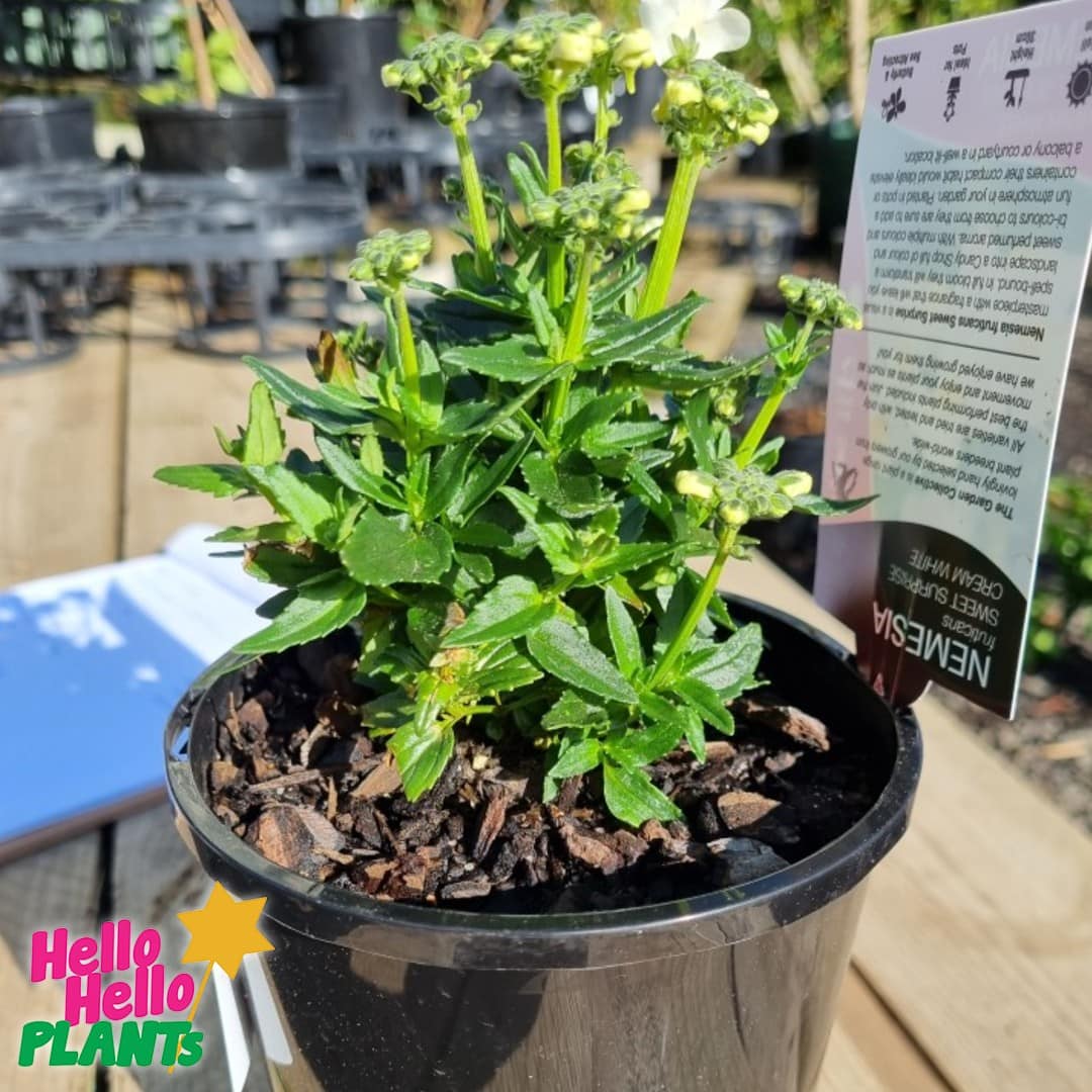 Nemesia Sweet Surprise 'Cream White' 6" Pot