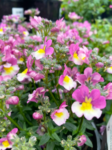 Close-up of Nemesia Sweet Surprise 'Pink Cream Yellow' 6" Pot flowers with vibrant pink, cream, and yellow hues alongside green foliage in a garden, highlighting their delicate beauty.