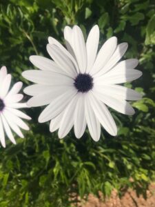 The Osteospermum 'Brightside' African Daisy, with its dark-centered white bloom amidst green leaves, is elegantly suited for a 6" pot, enhancing any garden.