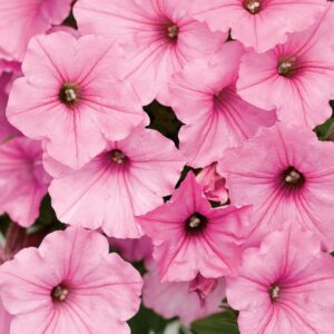 Close-up of numerous Petunia Supertunia® 'Vista Bubblegum' flowers with dark centers, overlapping and filling the frame in a vibrant display, ideal for a 6" pot.