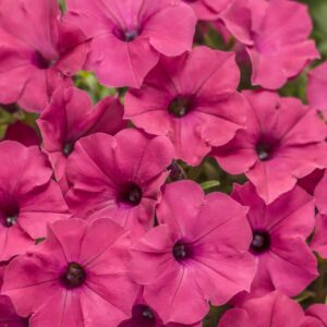 Close-up of Petunia Supertunia® 'Vista Fuchsia' in a 6" pot, highlighting vibrant pink trumpet-shaped blooms with dark centers.