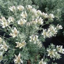 Philadelphus 'Silver Showers' Mock Orange 8" Pot