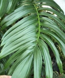 Close-up of a glossy green palm leaf with elongated, overlapping leaflets reminiscent of the elegant Rhaphidophora 'Dragon Tail' in a 5" pot.