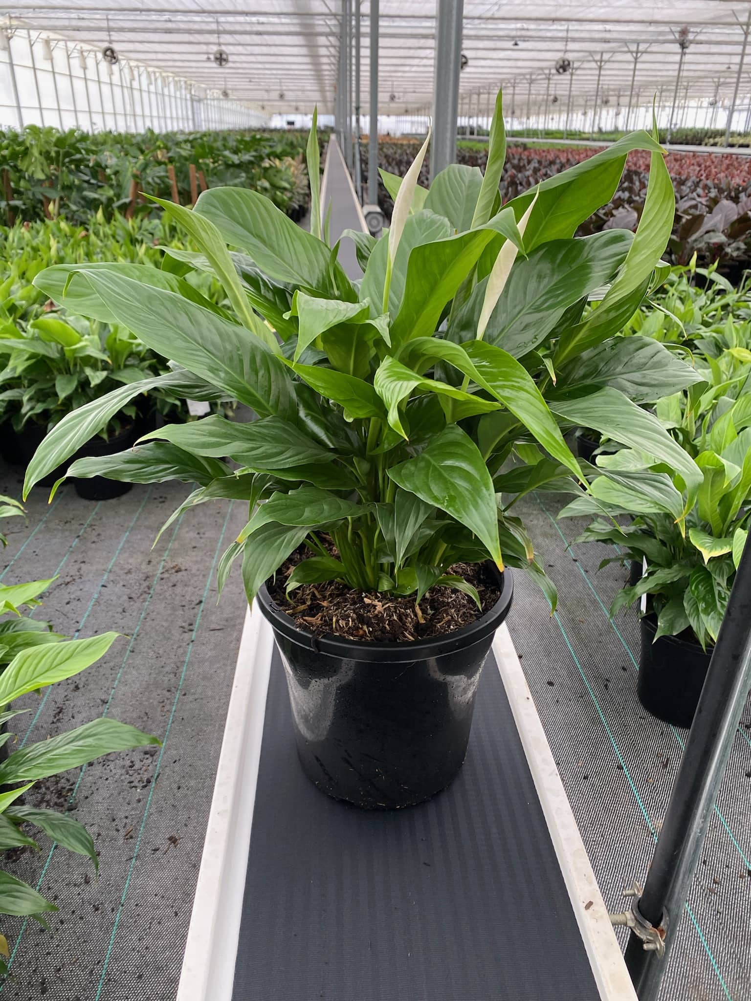 Spathiphyllum 'Peace Lily' (Sweet Benito) 10" Pot