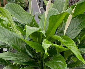 A close-up of the Spathiphyllum 'Peace Lily' (Sweet Benito) in a 10" pot showcases its large green leaves and elegant white spathes at a garden center.