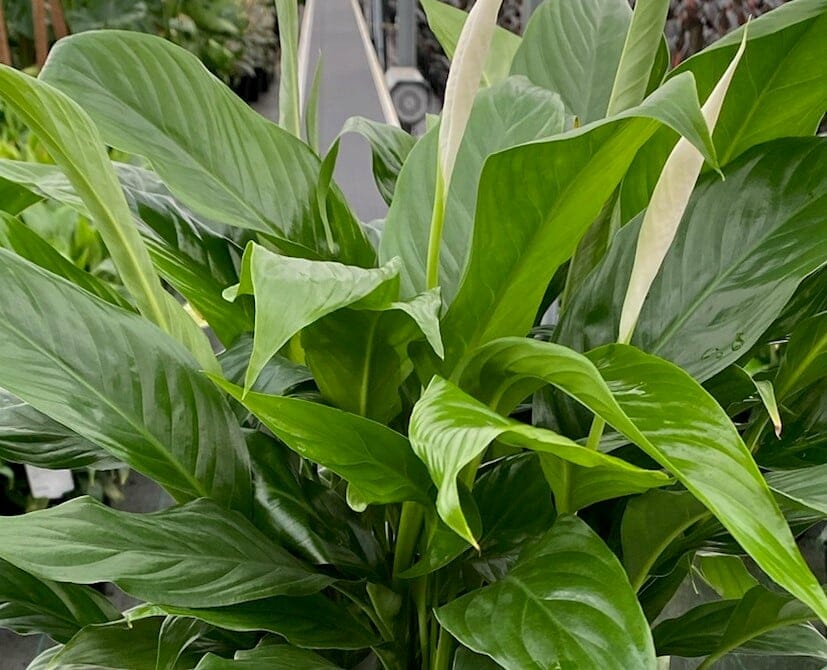 A close-up of the Spathiphyllum 'Peace Lily' (Sweet Benito) in a 10" pot showcases its large green leaves and elegant white spathes at a garden center.