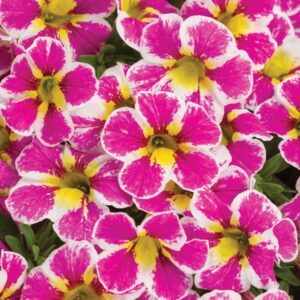 Close-up of the vibrant Calibrachoa Superbells® 'Holy Cow!™' with pink petals, white edges, and yellow centers in a 6" pot, surrounded by lush green leaves.