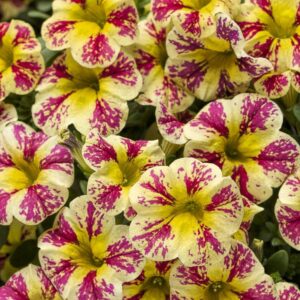The Calibrachoa Superbells® 'Holy Moly!™' 6" Pot offers a vibrant mix of yellow and white flowers with pink streaks, perfect for adding a lively touch to any garden.