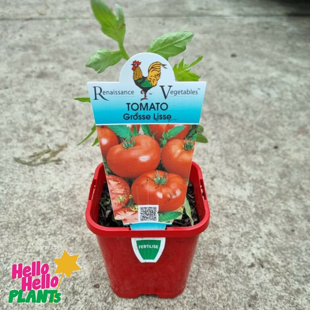 Tomato 'Grosse Lisse' 4" Pot