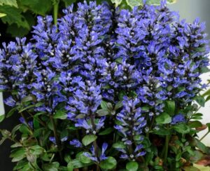Ajuga 'Blueberry Muffin' in a 6" pot features dense, upright spikes of purple-blue flowers and green leaves—an ideal choice for vibrant color in any garden setting.