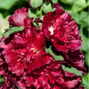 Close-up of vibrant Hollyhock 'Double Crimson' flowers with ruffled petals and green leaves, blooming beautifully from a 4" pot.