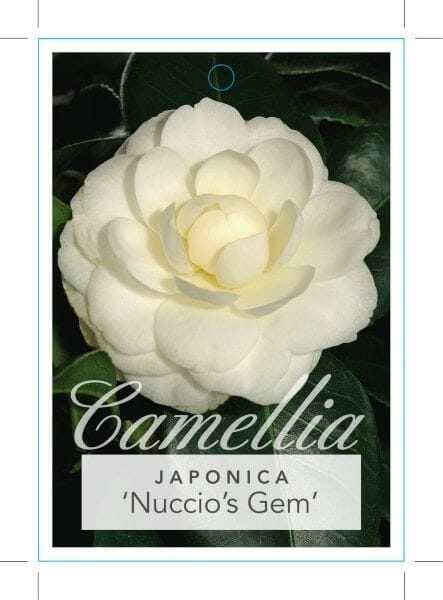 Camellia japonica 'Nuccio's Gem'