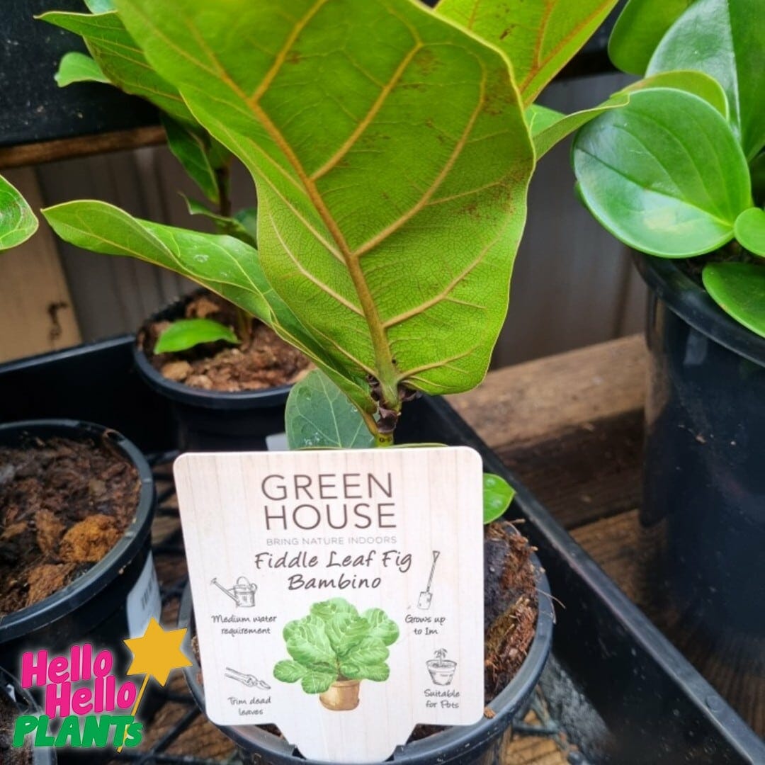 Ficus 'Fiddle Leaf Fig' Bambino 6" Pot