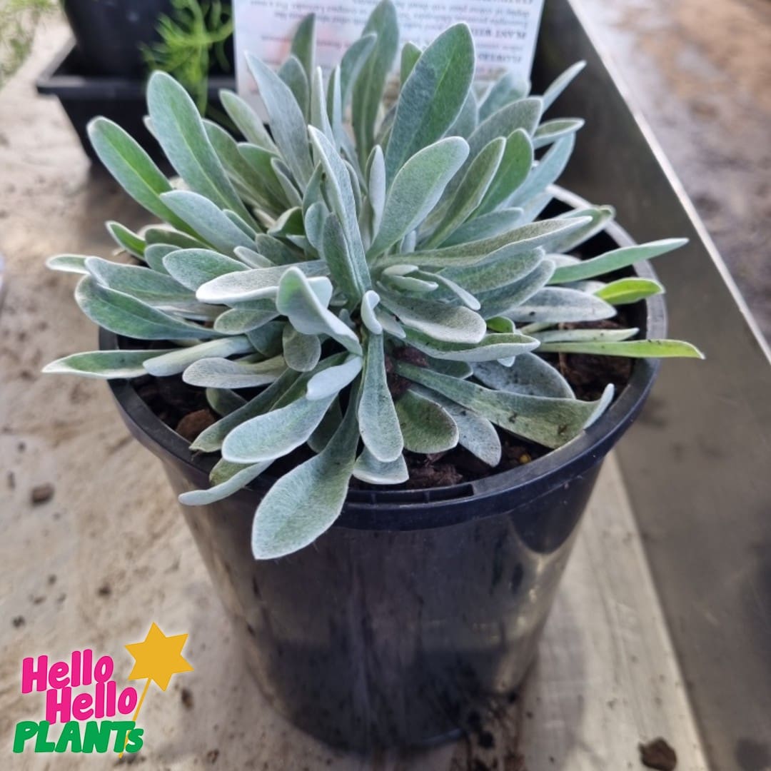 Helichrysum 'Red Jewel' 6" Pot