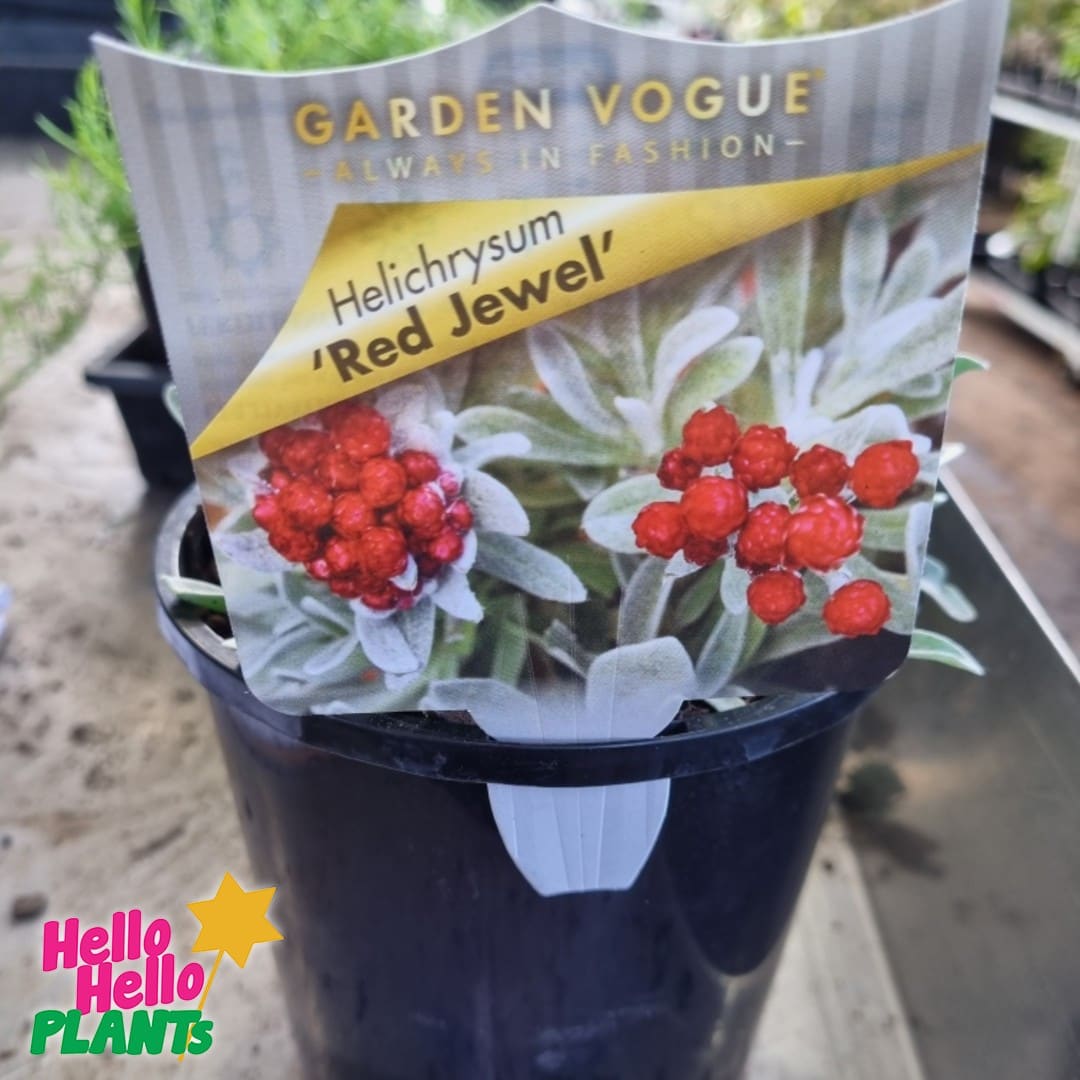 Helichrysum 'Red Jewel' 6" Pot