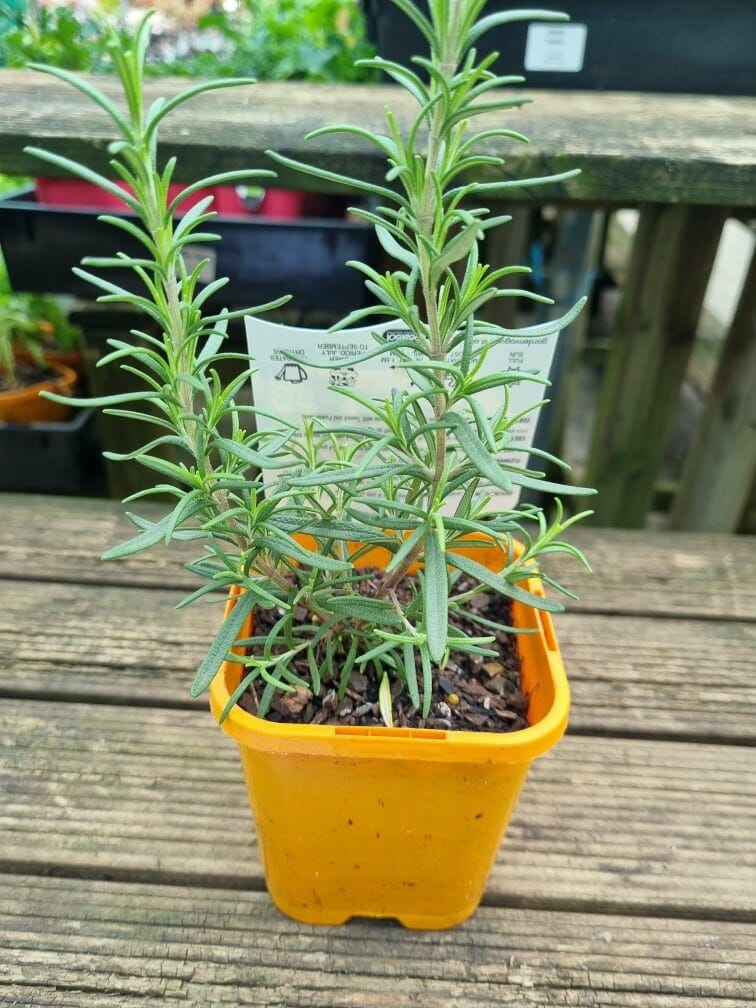 Rosmarinus 'Salem' Rosemary 4" Pot