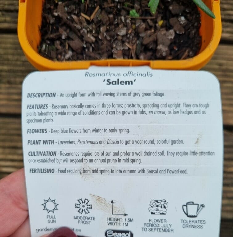 Rosmarinus 'Salem' Rosemary 4" Pot