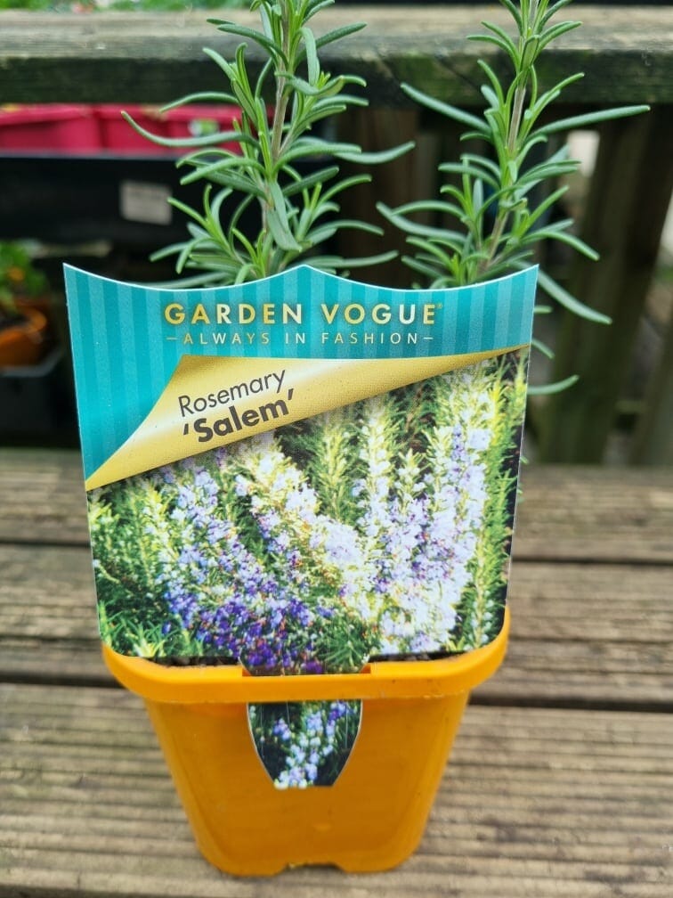 Rosmarinus 'Salem' Rosemary 4" Pot