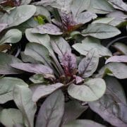 Close-up of vibrant Ajuga reptans with lush green leaves and purple hues, alongside Penstemon 'Dakota™ Burgundy' in a 6" pot.
