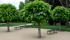 Three benches, each 1.5m long, sit among Catalpa 'Indian Bean Tree' Standard 1.5m (20" Pot) on a gravel area in the park, with green grass and bushes in the background.