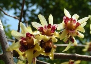 Close-up of yellow and burgundy Chimonanthus 'Japanese Allspice' flowers blooming on branches, against a blurred green background.