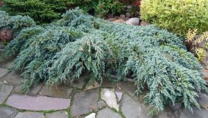 The Juniperus 'Grey Owl' shrub elegantly cascades over a stone patio with scattered rocks and lush greenery in the background.