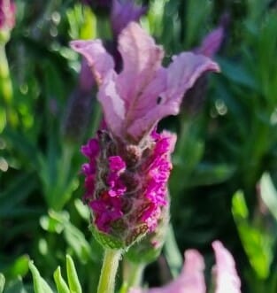 Lavandula 'Pink Queen' PBR Lavender 6" Pot
