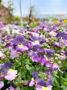 Nemesia Sweet Surprise 'Purple and White' thrives beautifully with its vibrant purple and white blooms set against lush green leaves in garden settings, flourishing under a clear sky in their 6" pots.