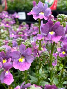 Close-up of Nemesia Sweet Surprise 'Purple and Yellow' flowers highlighting their striking purple petals with bright yellow centers, enhanced by lush green foliage in a garden setting, available in a 6" pot.