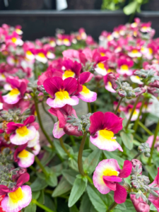 Close-up of Raspberry and Yellow flowers with lush green leaves, captured in Nemesia Sweet Surprise 'Raspberry and Yellow' 6" Pot—a delightful visual treat.