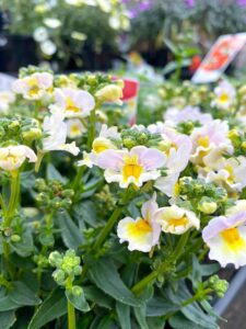 A close-up of delicate Nemesia Sweet Surprise 'Yellow and Light Pink' flowers, featuring white petals with yellow centers, surrounded by green leaves and buds. Available in a 6" pot.