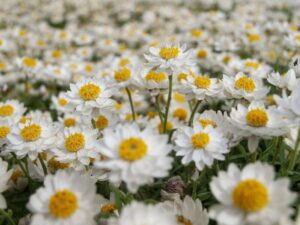 A close-up of a field densely covered with Rhodanthe 'Paper Daisy' 6" Pot reveals white petals and yellow centers, creating a living tapestry on the ground.