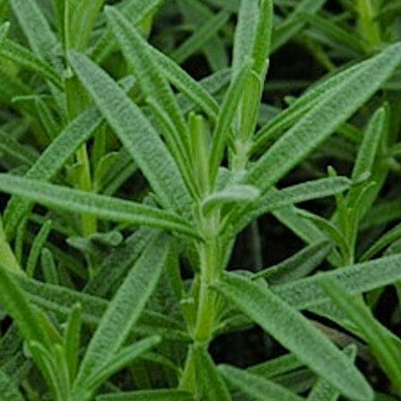 Close-up of the Rosmarinus 'Salem' Rosemary in a 4" pot, highlighting its vibrant green, needle-like leaves.