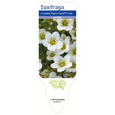 Saxifraga 'Lime' 6" Pot