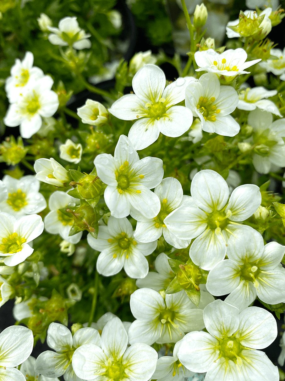 Close-up view of Saxifraga 'Lime' in a 6-inch pot, showcasing numerous small white flowers with yellow centers and lush green foliage.
