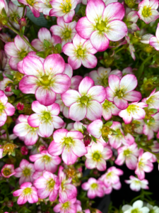 A close-up of Saxifraga 'Picotee' in a 6" pot shows its densely clustered white flowers with pink-tinged petals and bright yellow centers, making it a stunning home accent.