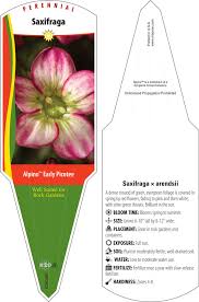 Saxifraga 'Picotee' 6" Pot